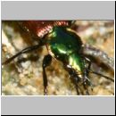 Agonum sexpunctatum - Laufkaefer 02b 8mm.jpg